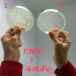 análisis de hongos y levadureas de Fusarium