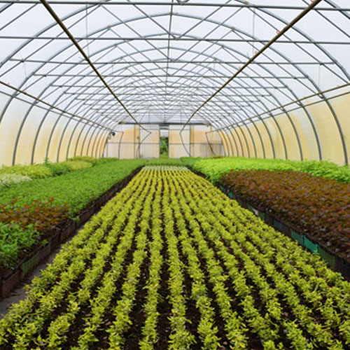 Bioestimulantes agrícolas