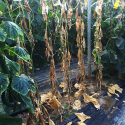 infección de Pythium en pepino