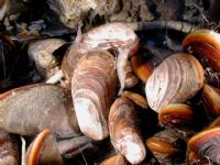 APPCC Mejillones y Mariscos