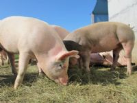 Nuevo brote humano de gripe A en Aragn