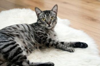 Eliminar las alergias de gatos con purificadores de aire