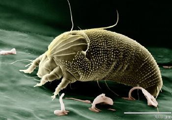 Cómo evitar la alergia al polvo y a los ácaros