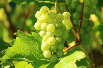 El vino más valioso del mundo gracias al ozono