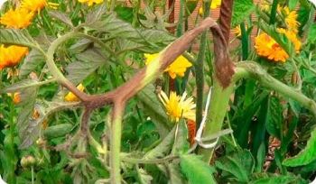 Cómo combatir el mildiu del tomate