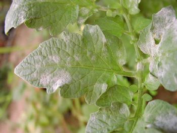 Cómo combatir el Oídio del Tomate