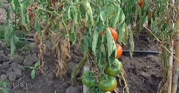 Qué es y cómo ataca el Fusarium