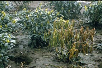 Qué es y cómo combatir la Phytophthora