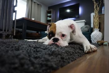 Cmo eliminar el olor a perro
