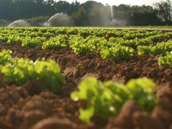 La aplicación del ozono mejora la rentabilidad de las explotaciones agrícolas