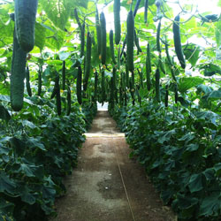 tratamiento de Fusarium