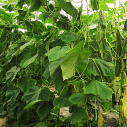 tratamiento de Pythium